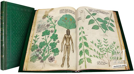 Tractatus de Herbis -  Sloane 4016 The British Library, Londres