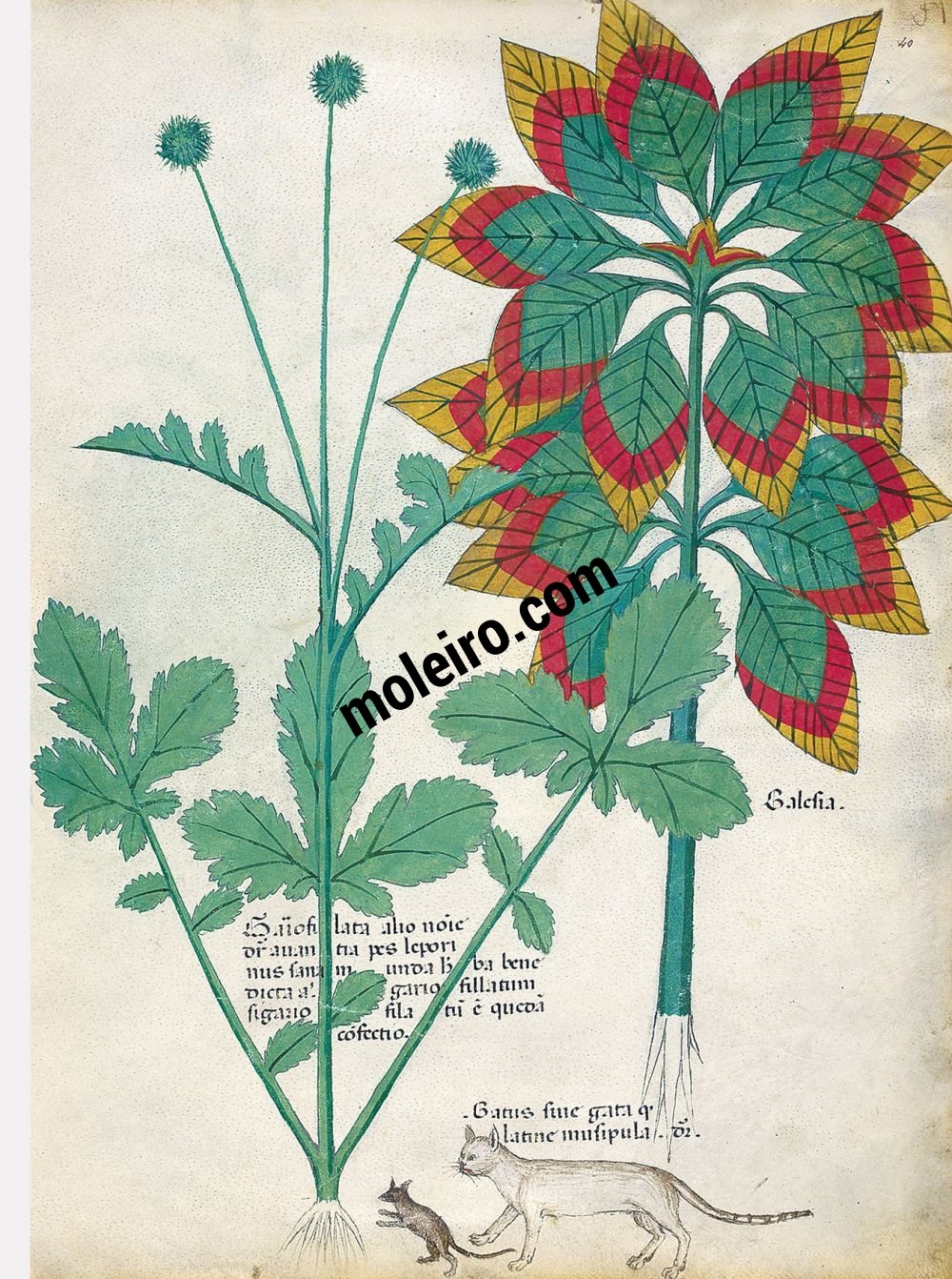 Tractatus de Herbis - Sloane 4016 f. 40r: Joseph's coat; wood avens; cat