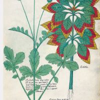 f. 40r: Amaranta tricolor; hierba de san Benito; gato o gata