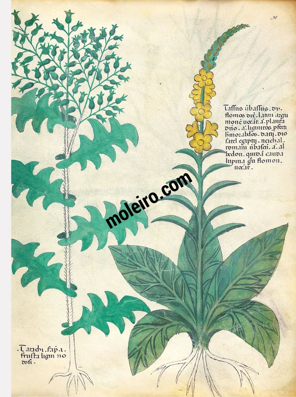 Tratado de plantas medicinales. Tractatus de Herbis - Sloane 4016 f. 98r: Gordolobo; senecio común