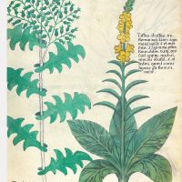 f. 98r: Common mullein; common groundsel