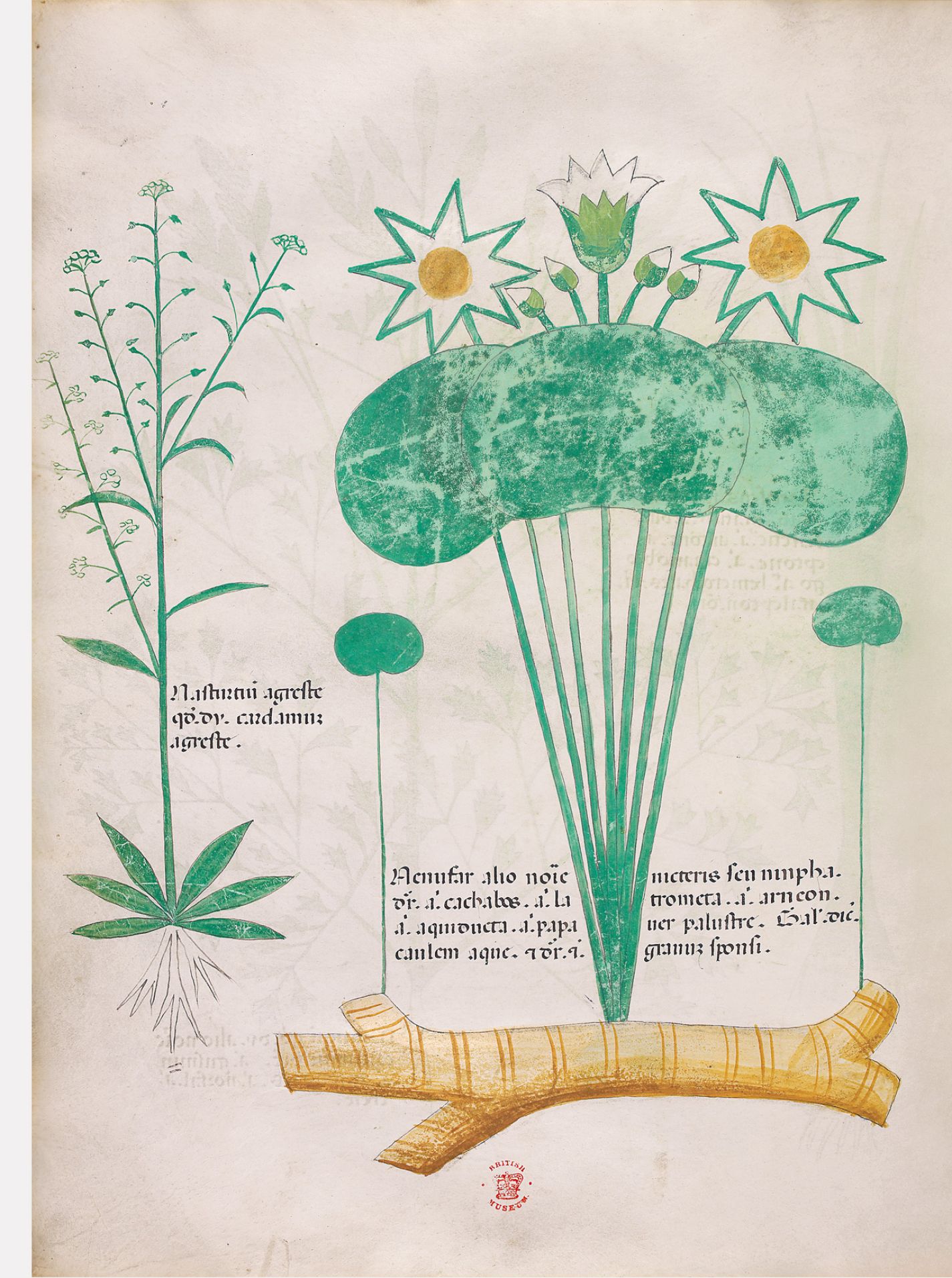 f. 64v: Berro silvestre (mostaza silvestre); nenúfar blanco