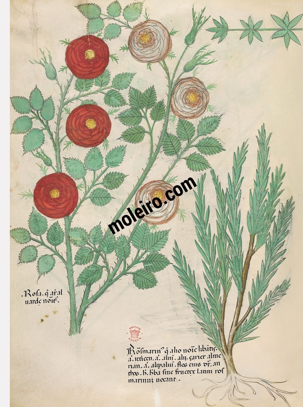 Tratado de plantas medicinales. Tractatus de Herbis - Sloane 4016 f. 82v: Rosa; romero