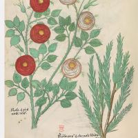 f. 82v : Rose ; romarin