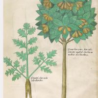 f. 75v : Pistachier ; plantain