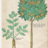 f. 75r: Pear; pyrethrum