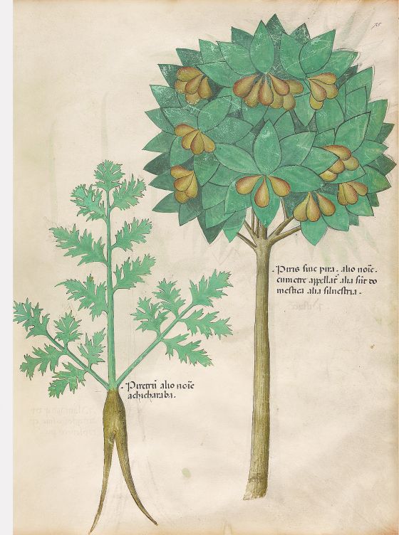 Tratado de plantas medicinales. Tractatus de Herbis - Sloane 4016 f. 75r: Pera; pelitre