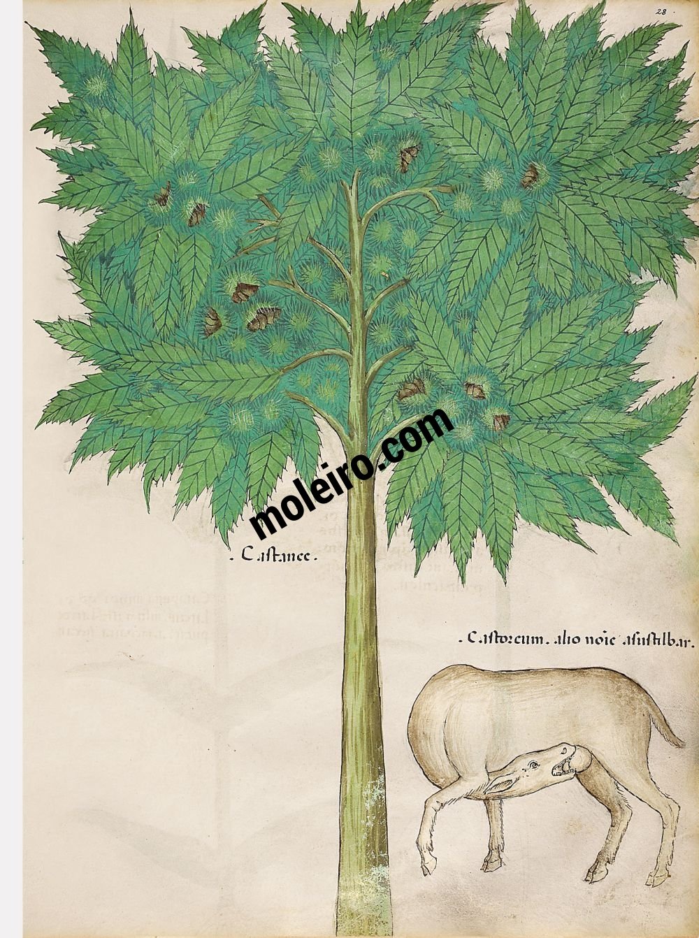 Tractatus de Herbis - Sloane 4016 f. 28r: Sweet chestnuts; castoreum