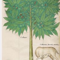 f. 28r: Sweet chestnuts; castoreum