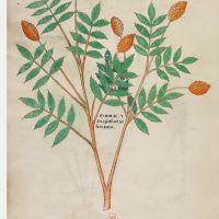 f. 96v: Sumac and anagodam