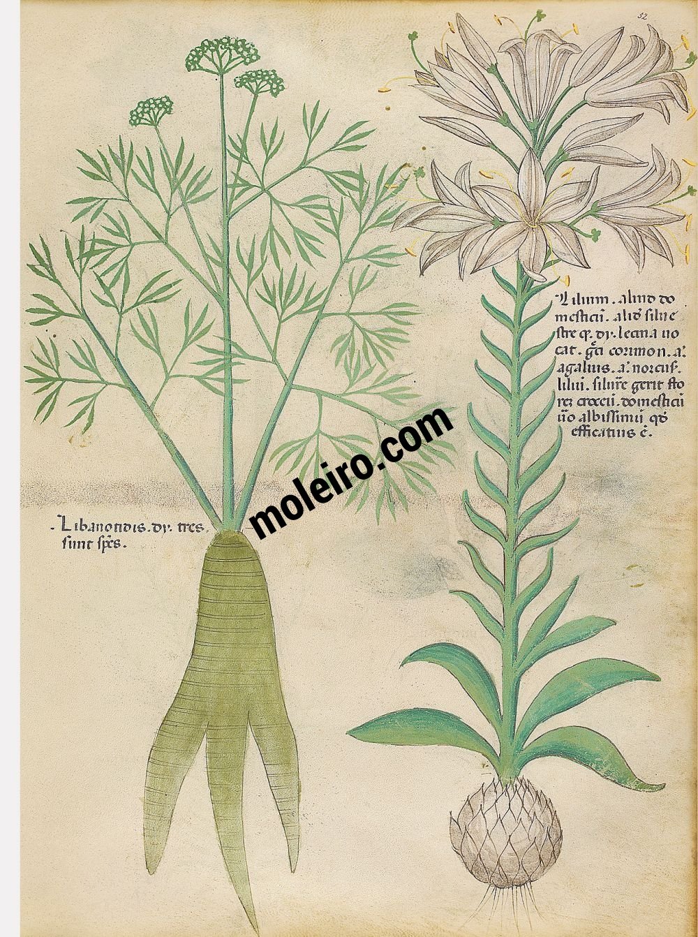 f. 52r, Iris; orobanche libanotidis. Tratado de plantas medicinales. Tractatus de Herbis - Sloane 4016
The British Library, Londres