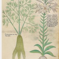 f. 52r: Lily; libanotidis