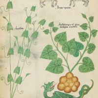 f. 6v: Field Bindweed; ram and sheep; birthwort