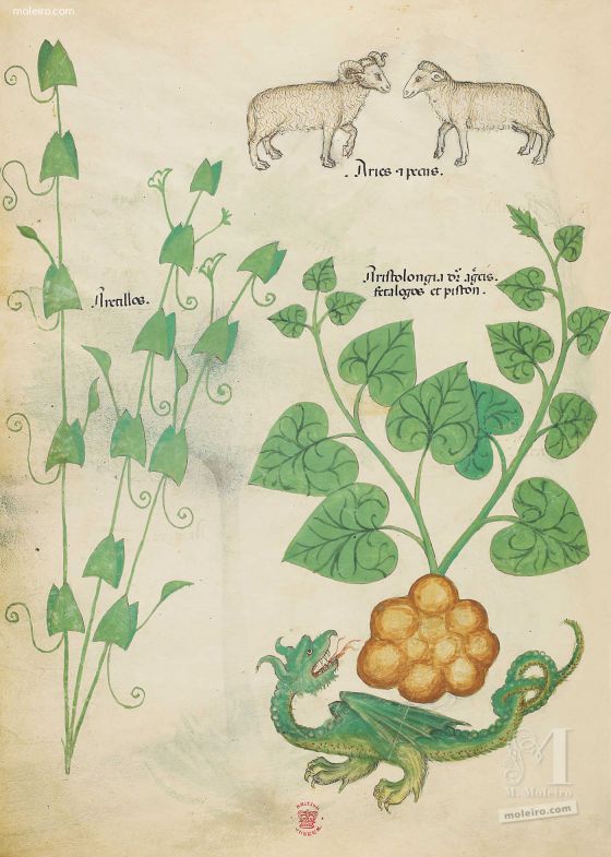f. 6v, Fuchsia; montone e agnello; aristolochia. Tratado de plantas medicinales. Tractatus de Herbis - Sloane 4016
The British Library, Londres