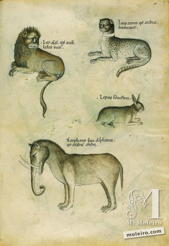 Tratado de plantas medicinales. Tractatus de Herbis - Sloane 4016 f. 50r: León; leopardo; liebre silvestre; elefante