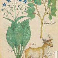 f. 19v: Borax; borage; ox