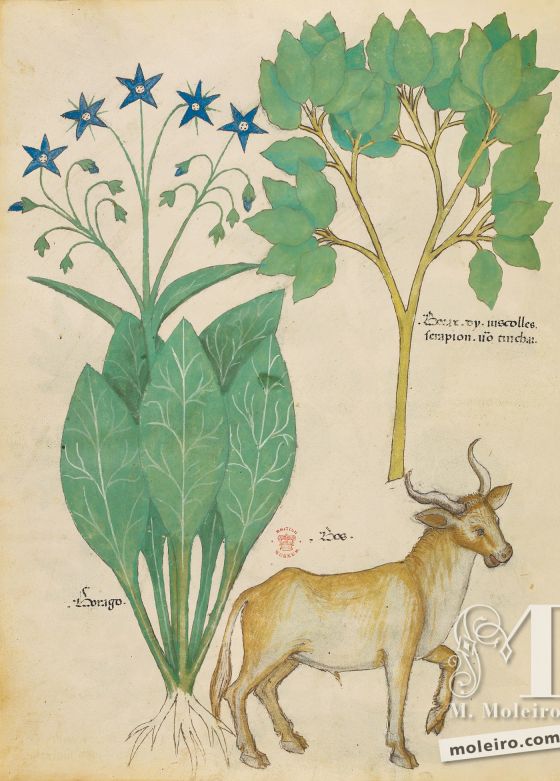 Tractatus de Herbis - Sloane 4016 f. 19v: Borax; borage; ox