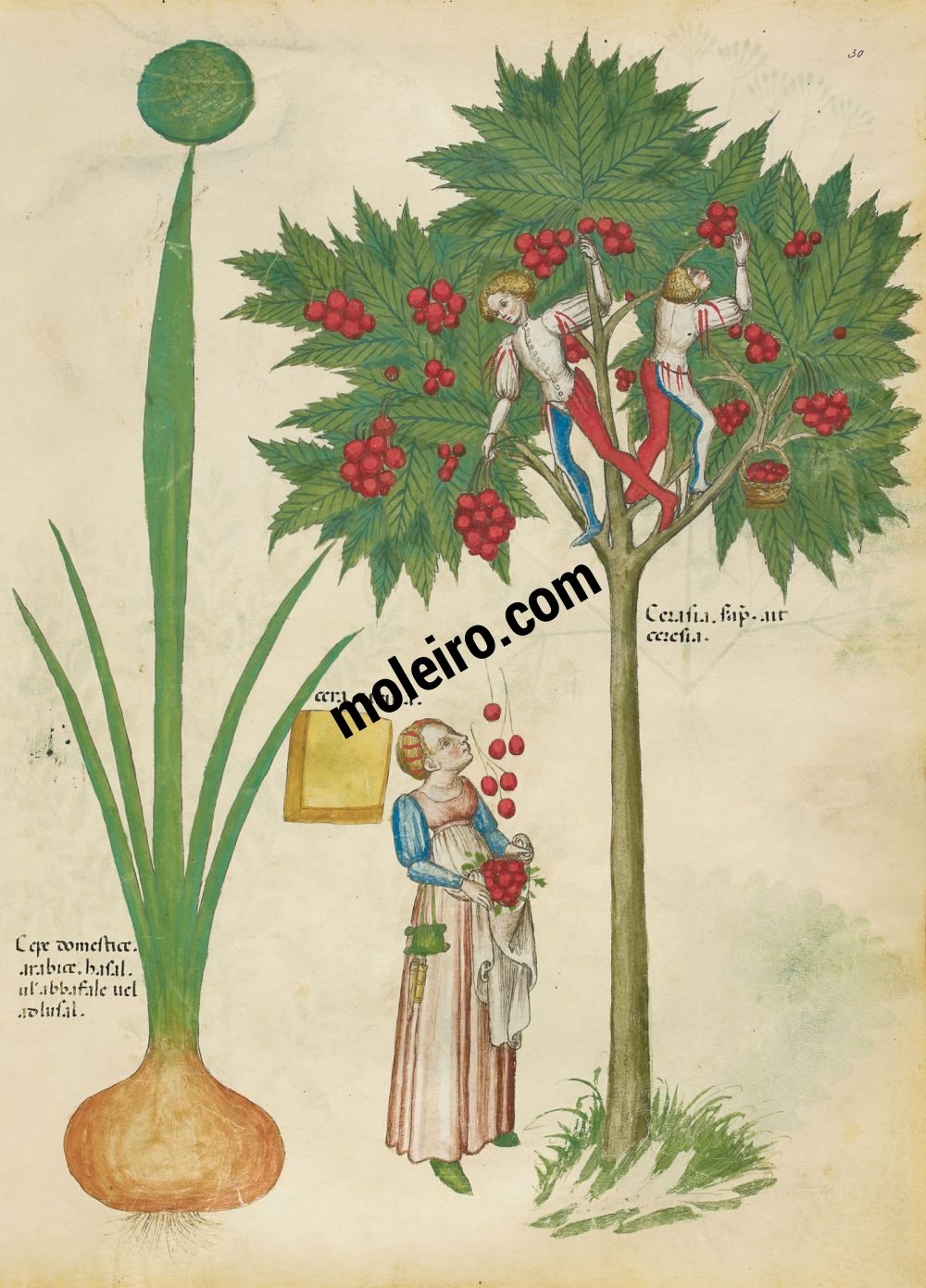 Tratado de plantas medicinales. Tractatus de Herbis - Sloane 4016 f. 30r: Cebolla cultivada; cera amarilla; cerezas