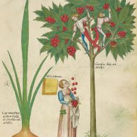 f. 30r, Cipolla coltivata; cera gialla; ciliegie