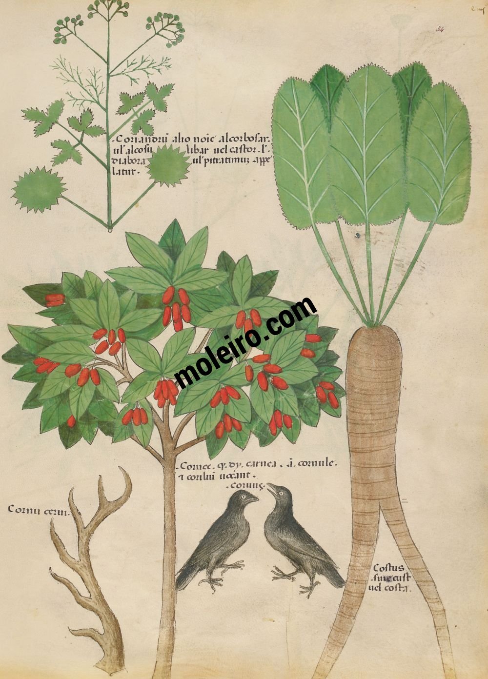Tratado de plantas medicinales. Tractatus de Herbis - Sloane 4016 f. 34v: Manzanilla fétida; hinojo marino