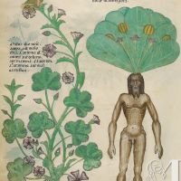 f. 56v: Mandrake; mallow