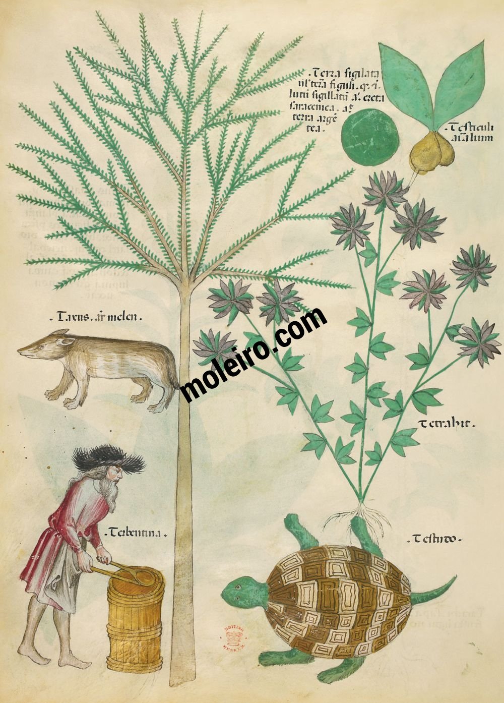 Tractatus de Herbis - Sloane 4016 f. 98v: Terra sigilata; animal testicles; yew; [Badger]; hemp-nettle; turpentine; turtle