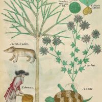 f. 98v: Terra sigilata; animal testicles; yew; [Badger]; hemp-nettle; turpentine; turtle