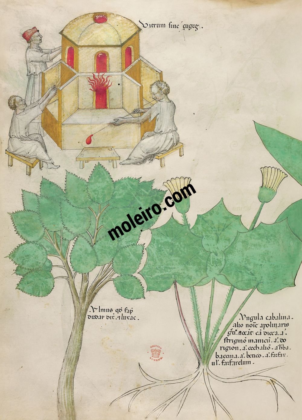 Tractatus de Herbis -  Sloane 4016 f. 101v : Verre ; orme ; tussilage