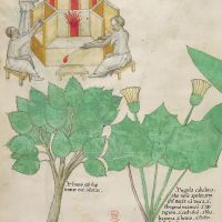 f. 101v: Glass; elm; coltsfoot