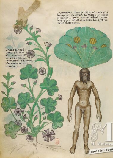 Tractatus de Herbis - Sloane 4016 The British Library, London