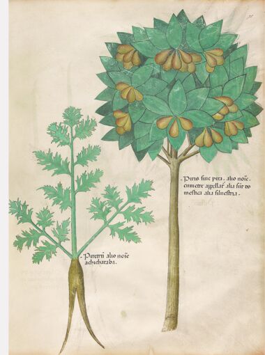 Tractatus de Herbis - Sloane 4016 The British Library, London