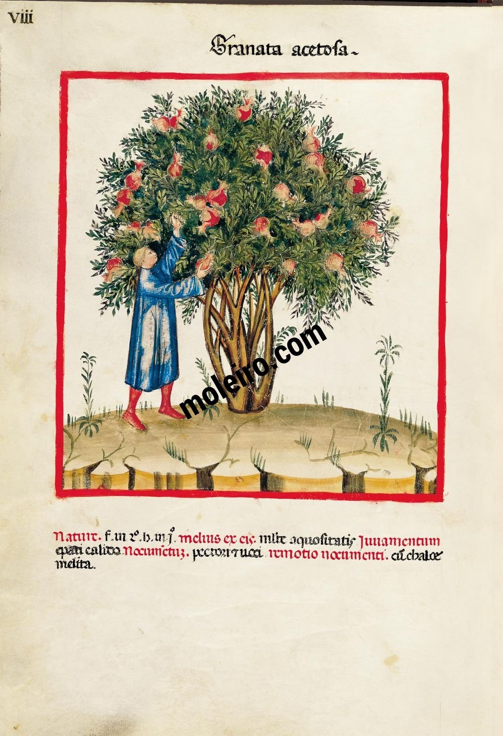 Theatrum Sanitatis f. VIII, Granadas ácidas