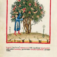 f. VIII, Acid pomegranates