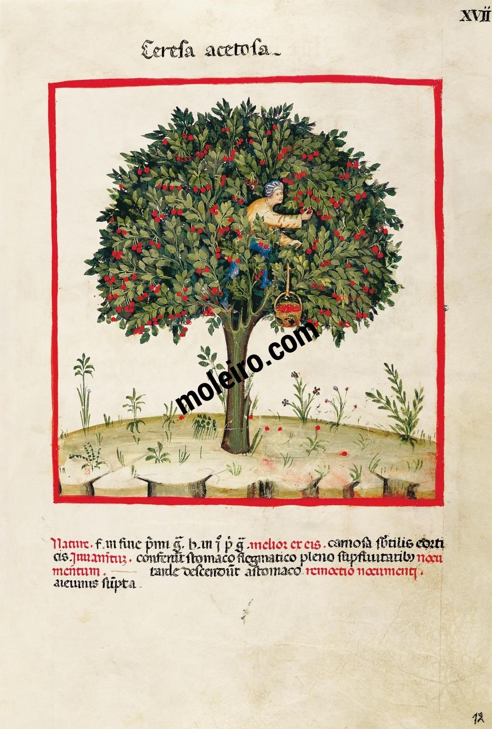 Theatrum Sanitatis f. XVII, Sour cherries