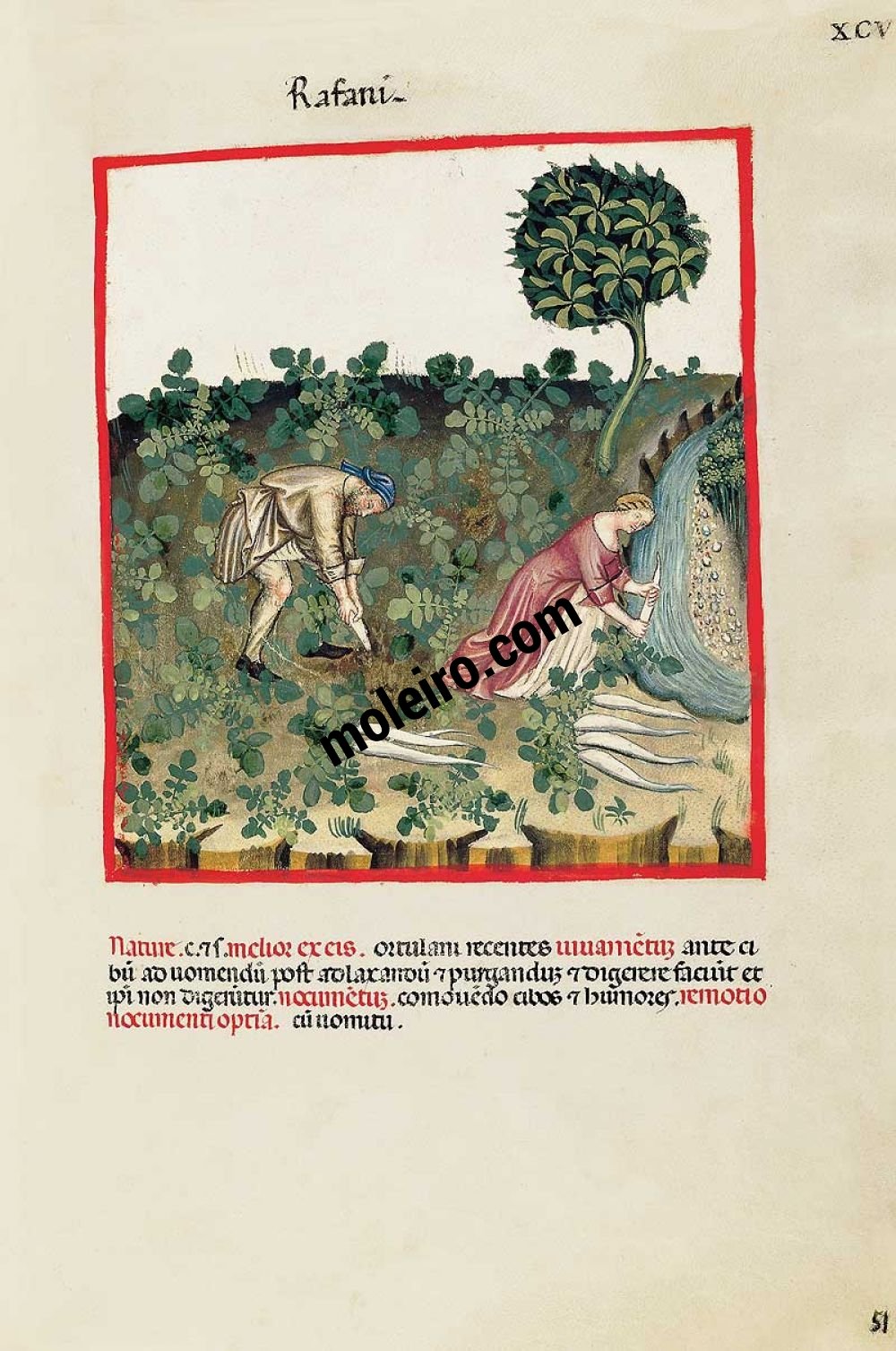 Theatrum Sanitatis Rábanos