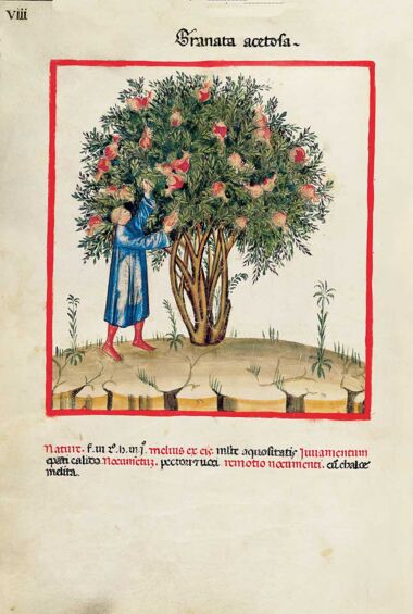 Theatrum Sanitatis Theatrum Sanitatis