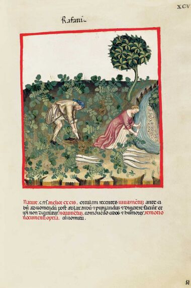 Theatrum Sanitatis Theatrum Sanitatis