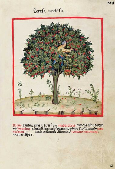 Theatrum Sanitatis Theatrum Sanitatis