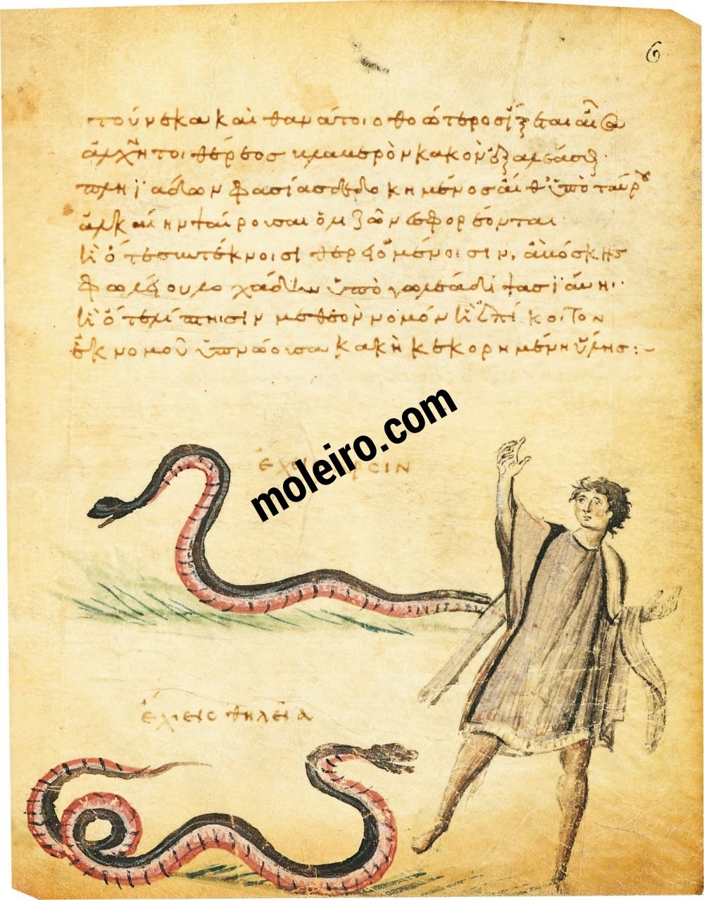 Theriaka e Alexipharmaka, di Nicandro folio 6r