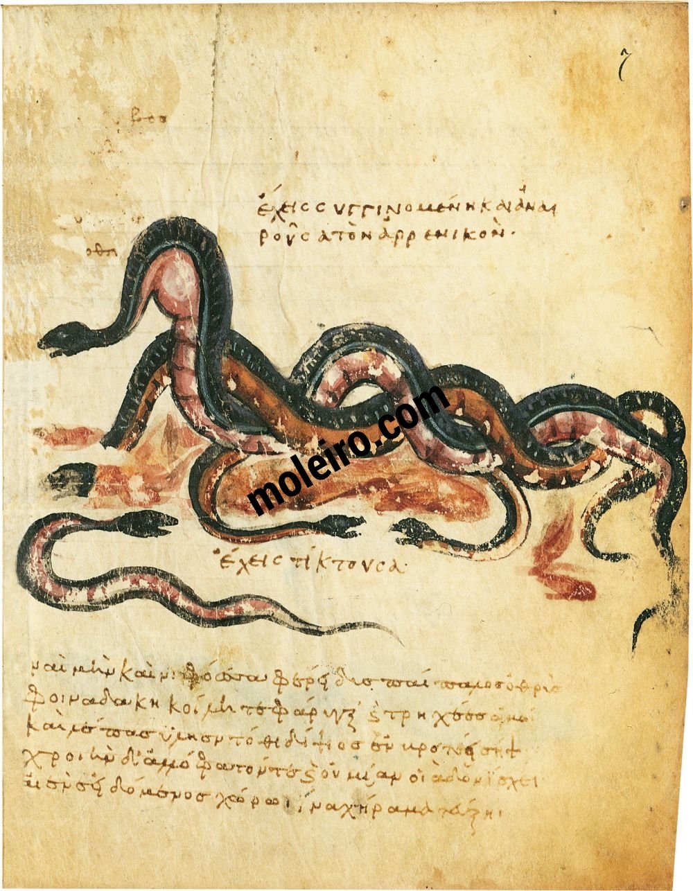 Theriaka e Alexipharmaka, de Nicandro folio 7r