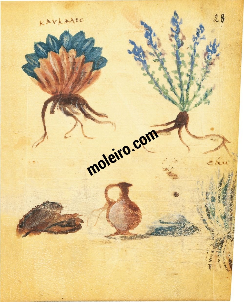 Theriaka and Alexipharmaka by Nicander folio 28r