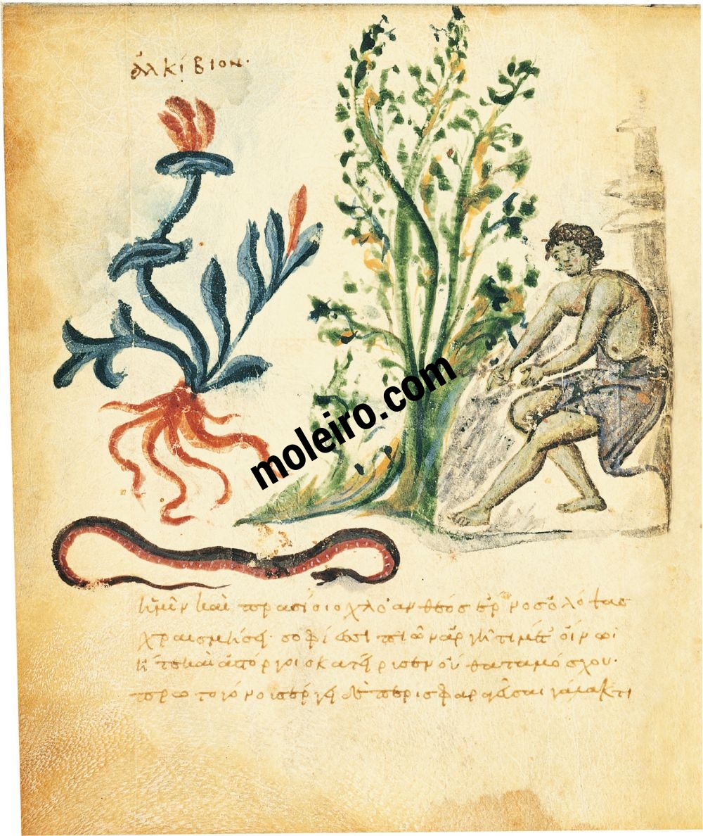 Thêriaka et Alexipharmaka, de Nicandre f. 16v