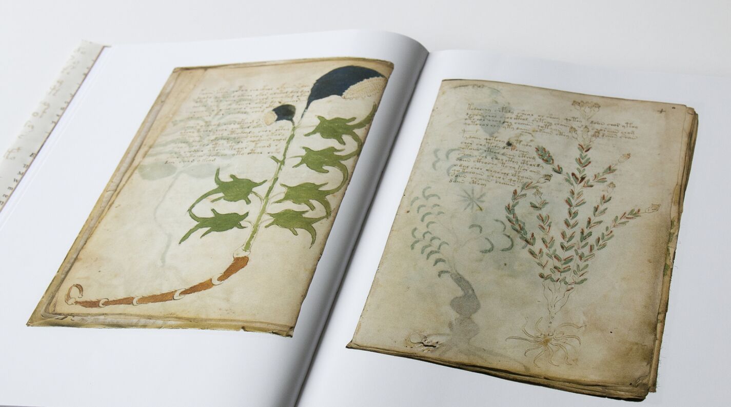 Sección herbal del Manuscrito Voynich