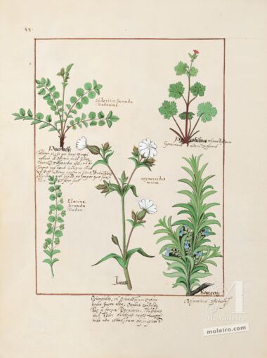 Pasta com 5 fólios do Livro dos Medicamentos Simples (s. XV)     5 lâminas quase-originais  