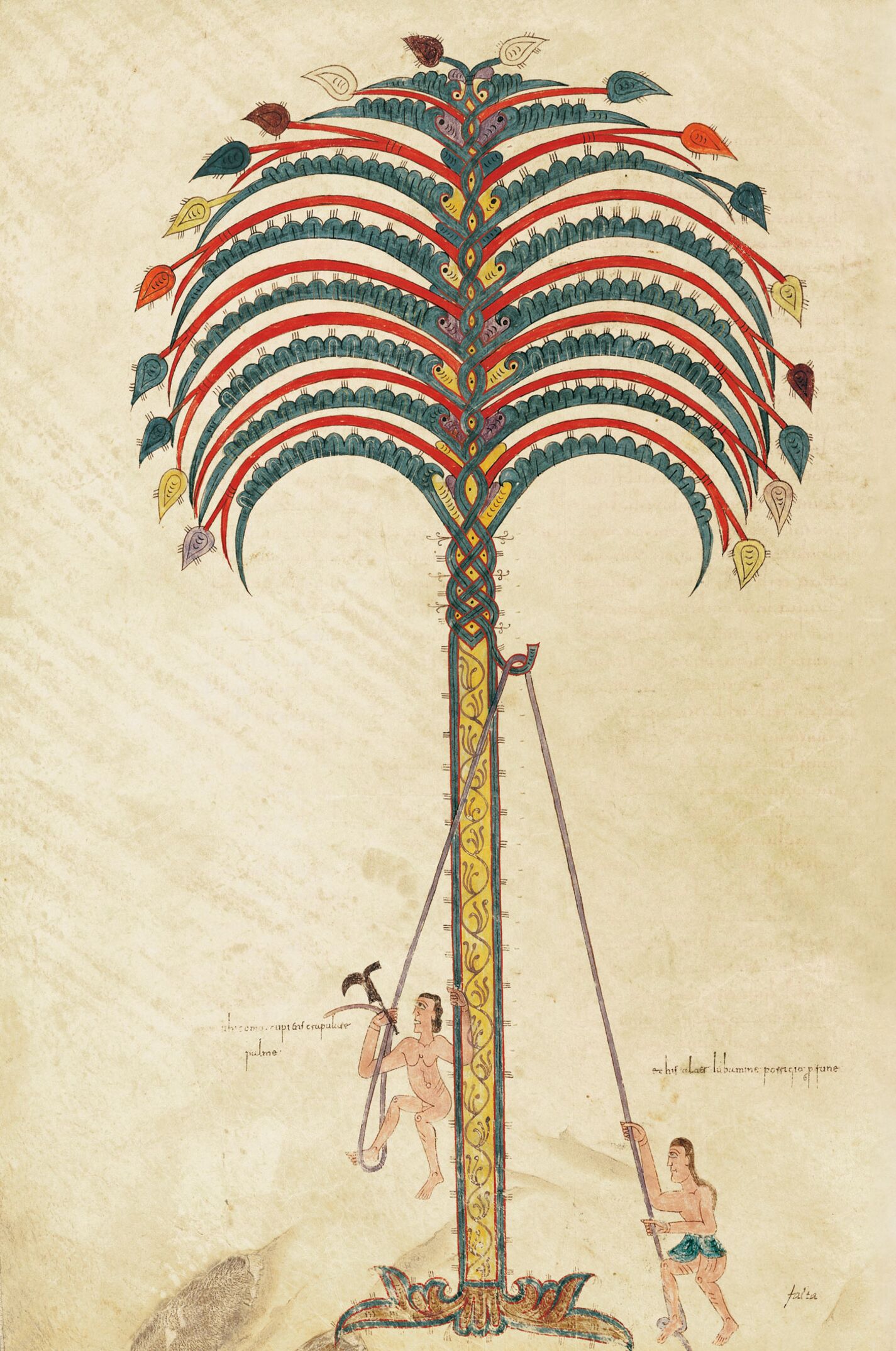f. 147v, La metáfora de la palmera