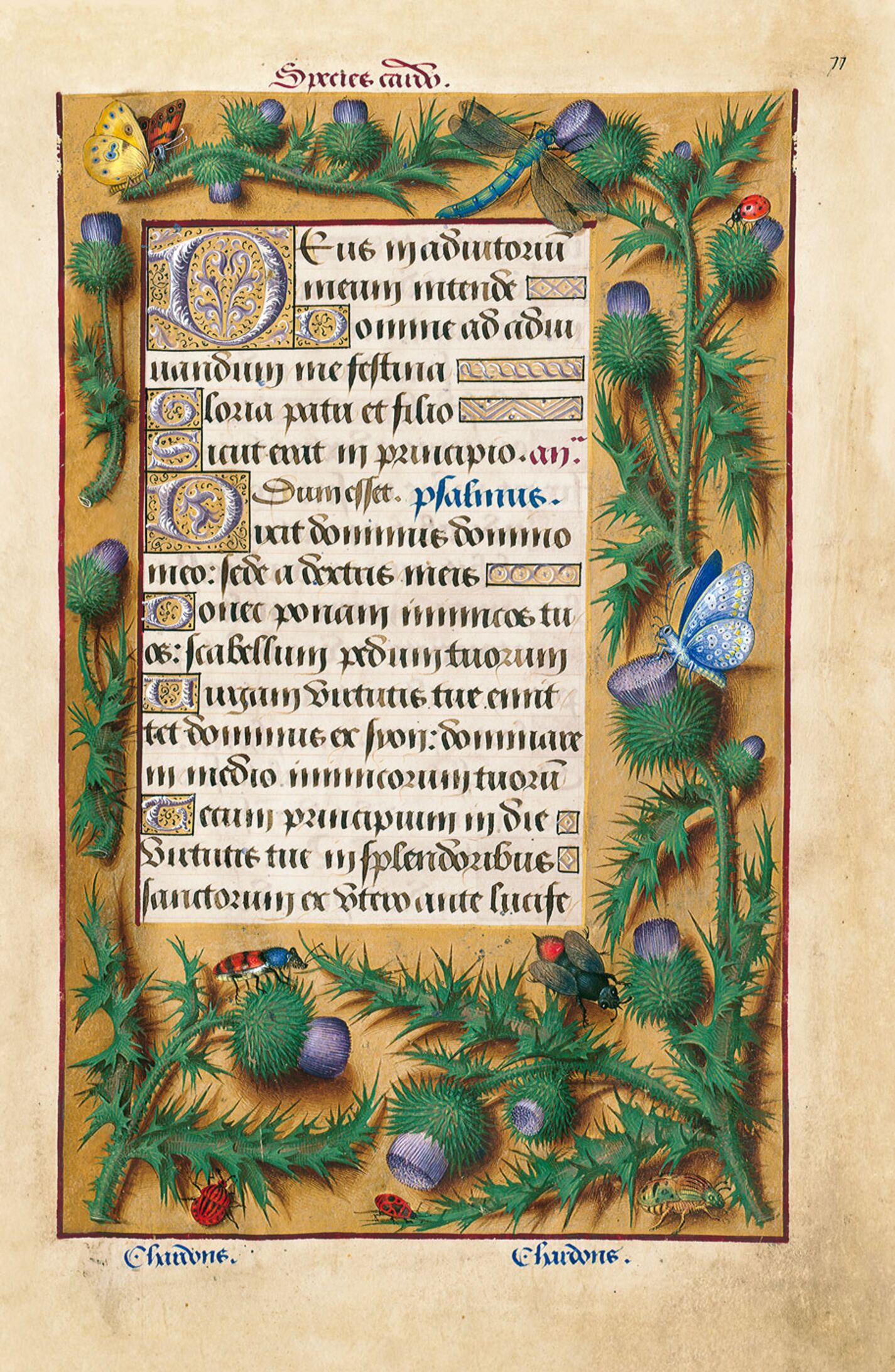 f. 77r, Cardo