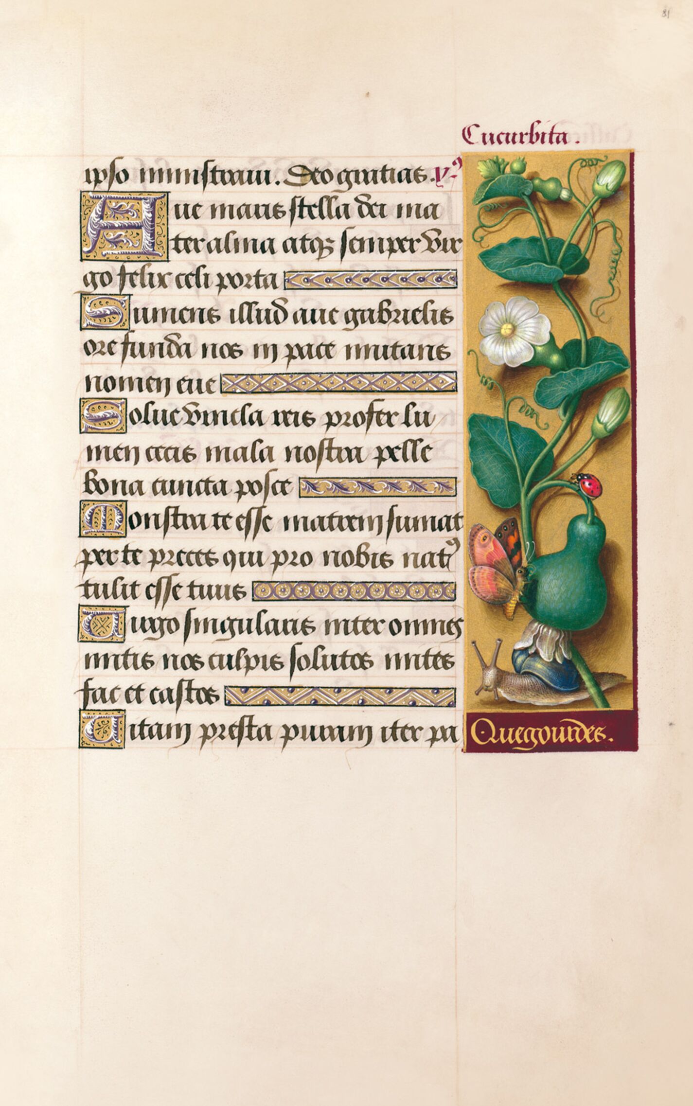 f. 81r, Calabaza