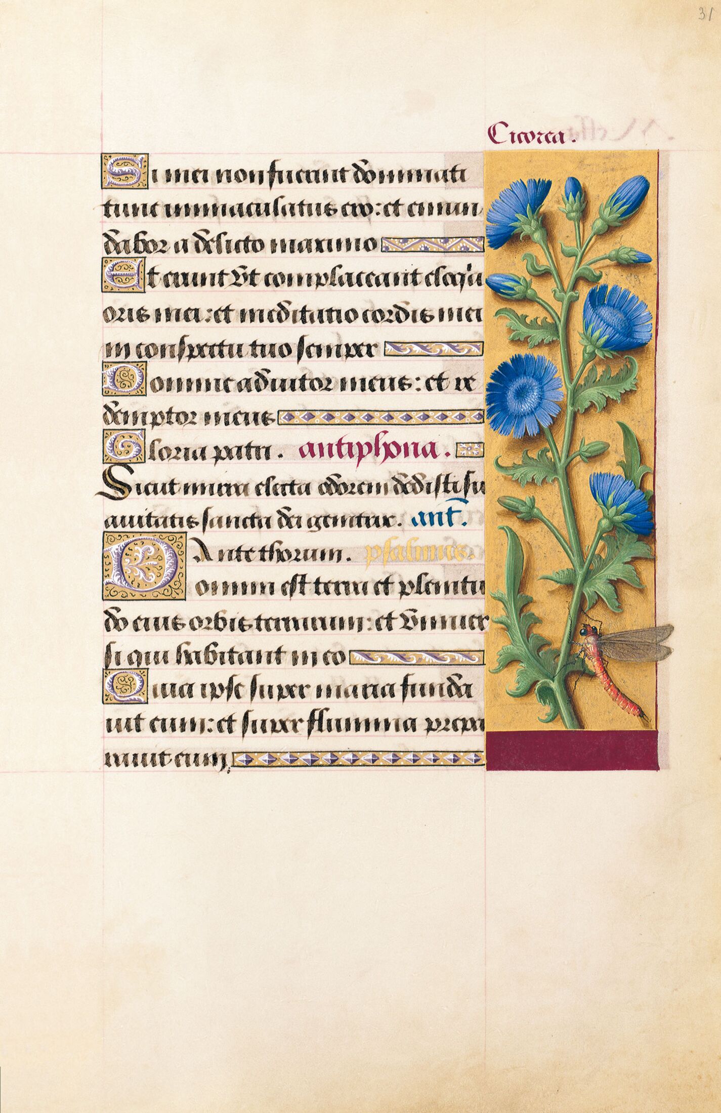 f. 31r, Achicoria