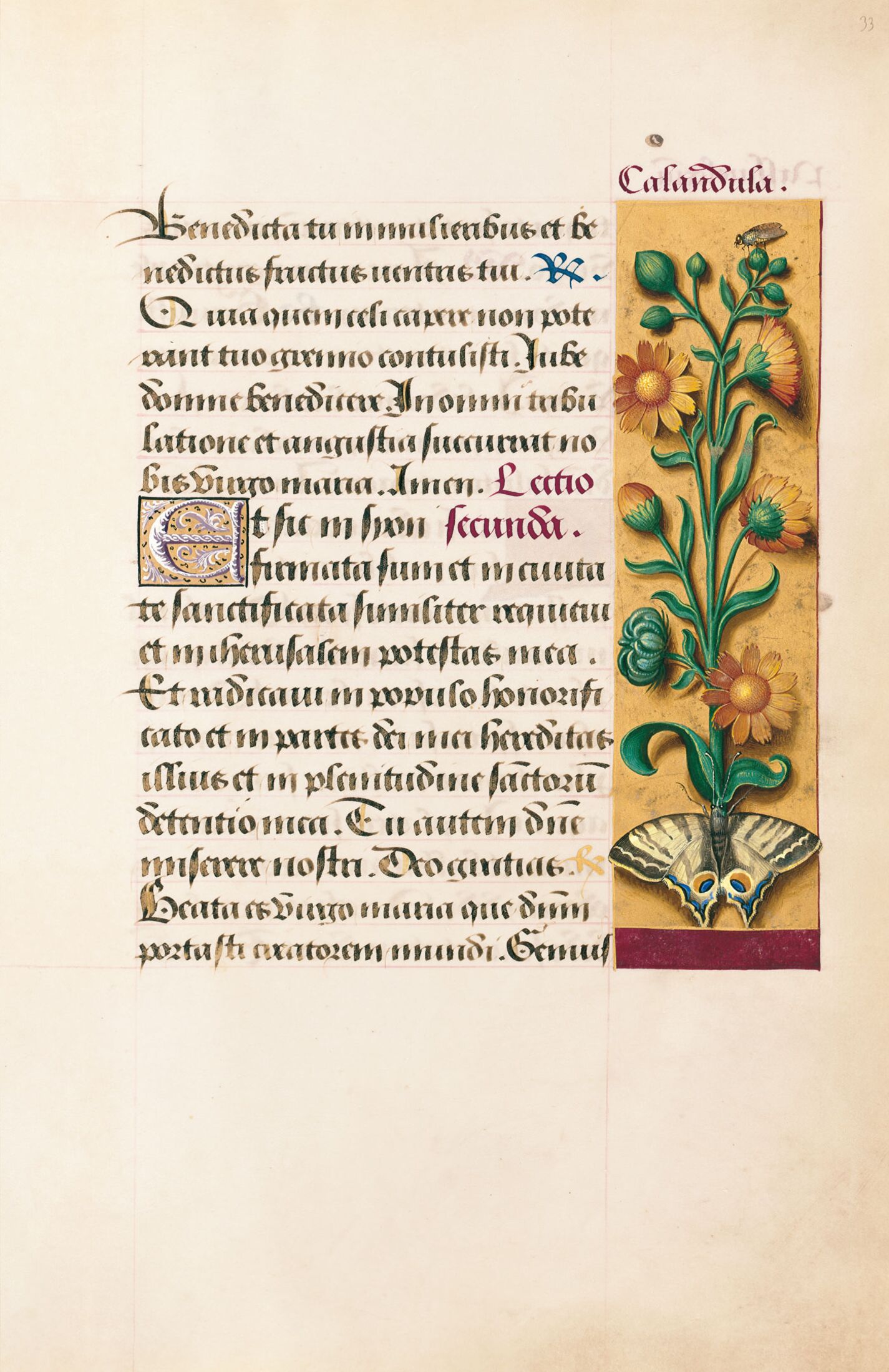 f. 33r, Botón de oro