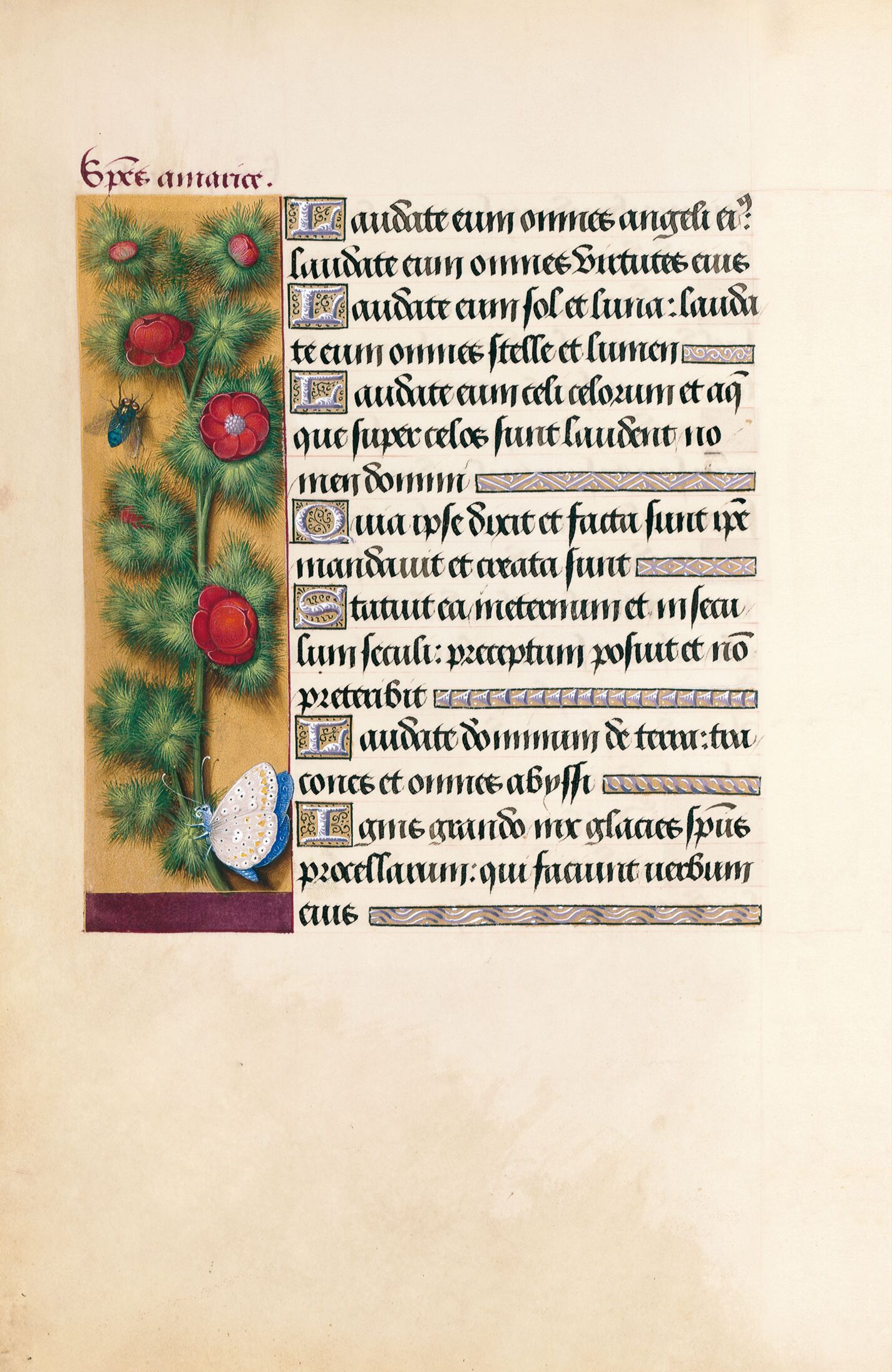 f. 41v, Ojo de perdiz